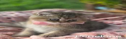 British gatti in vendita: Cuccioli British Golden e Silver - Annuncio 3