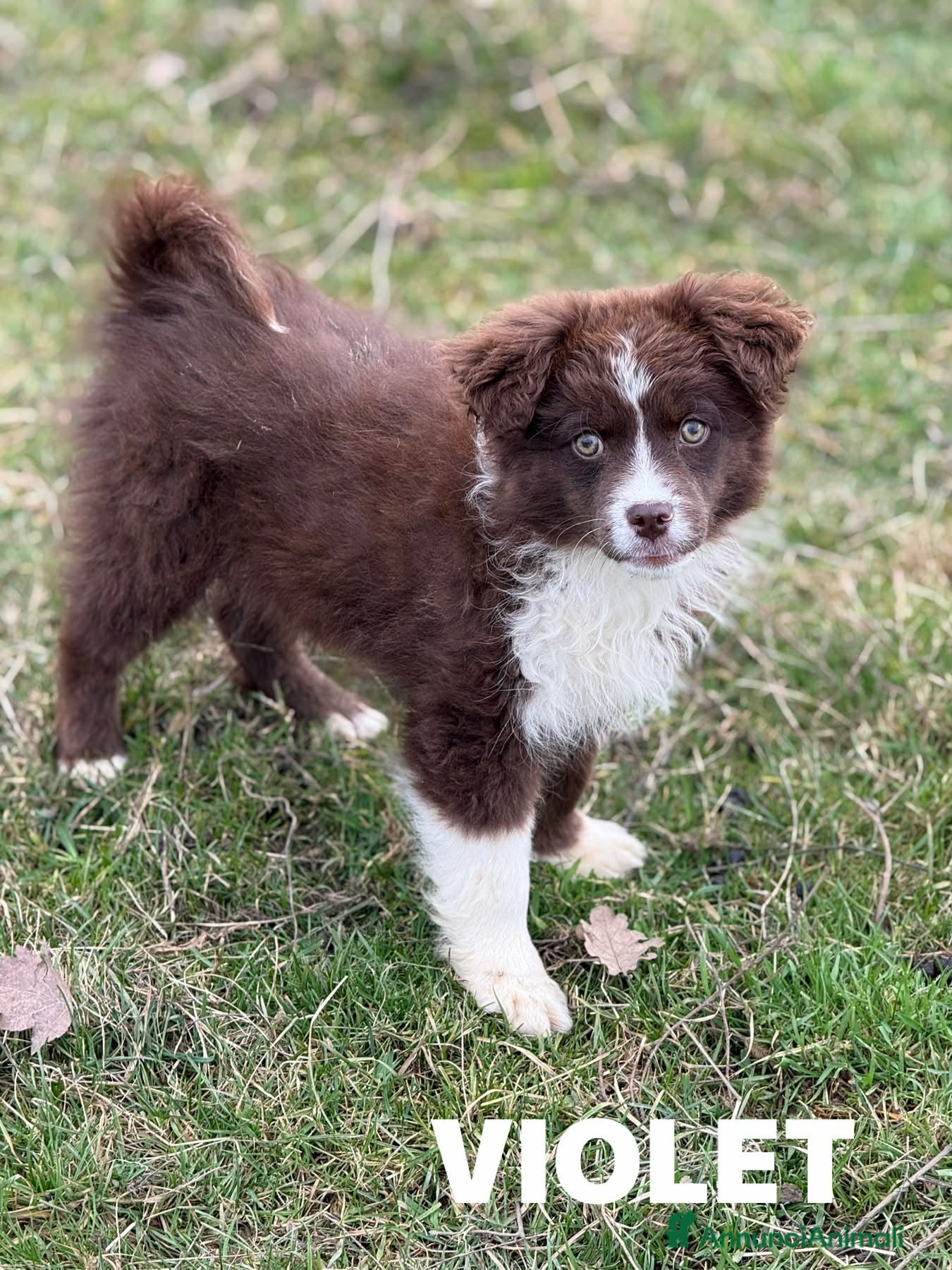 Meticcio cani VIOLET, cucciola bella come il sole! TG PICCOLA - Annuncio 22