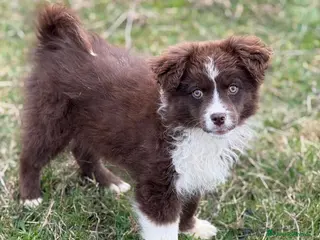 Meticcio cani VIOLET, cucciola bella come il sole! TG PICCOLA - Annuncio 28