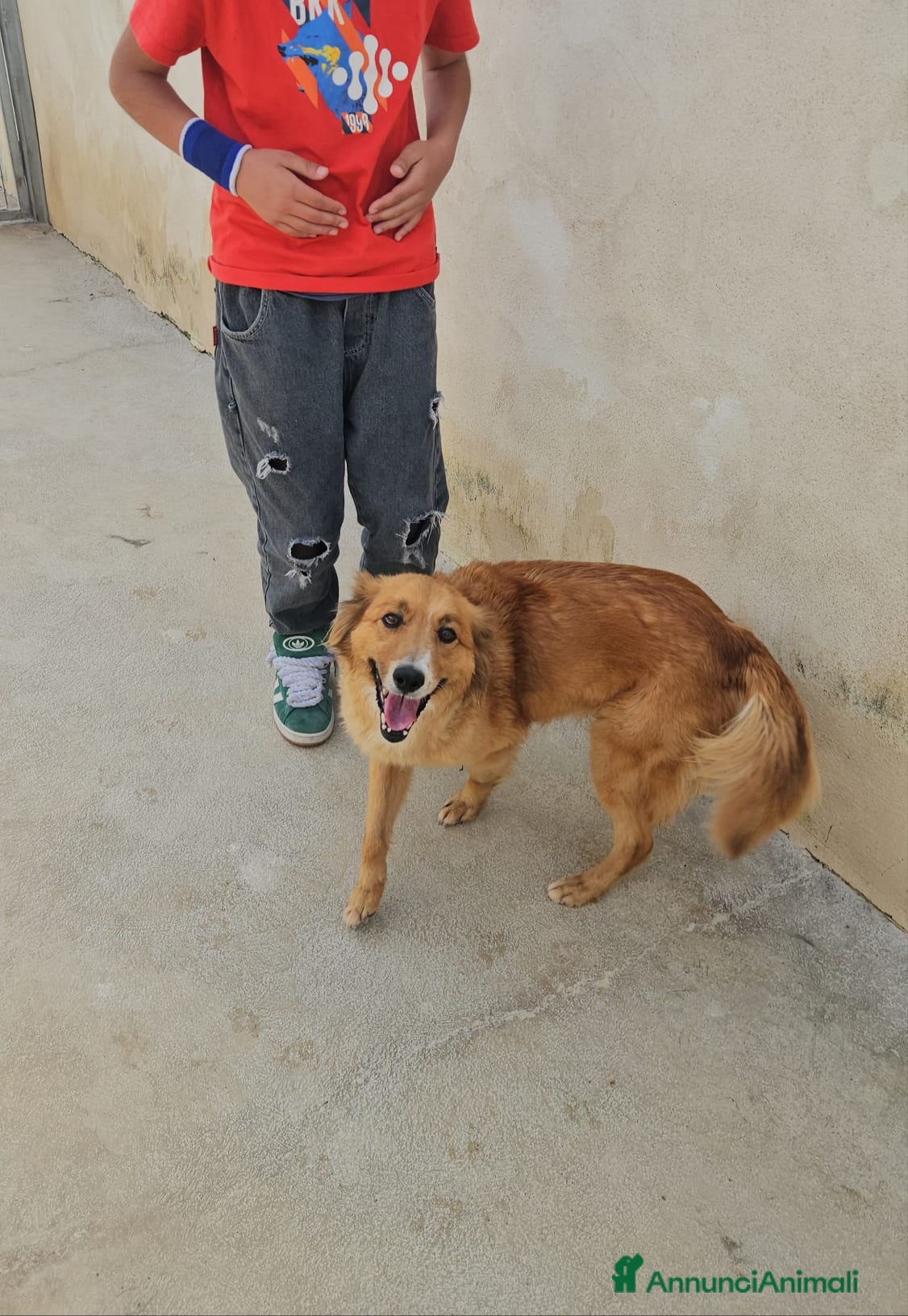 Meticcio cani Stefi: 2 anni taglia contenuta  - Annuncio 36