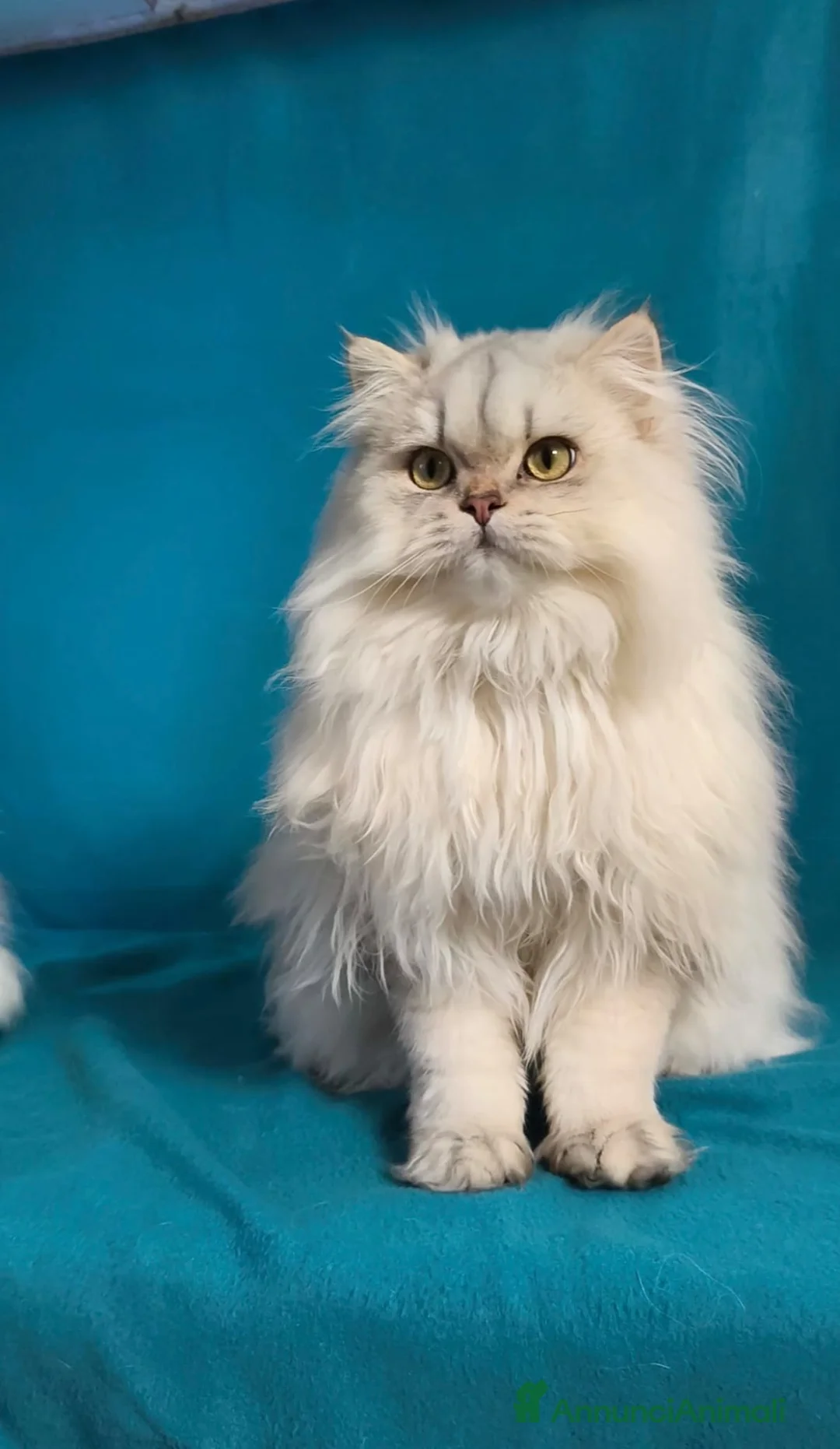 British gatti in vendita: Cucciolo British longhair con pedigree  - Annuncio 2