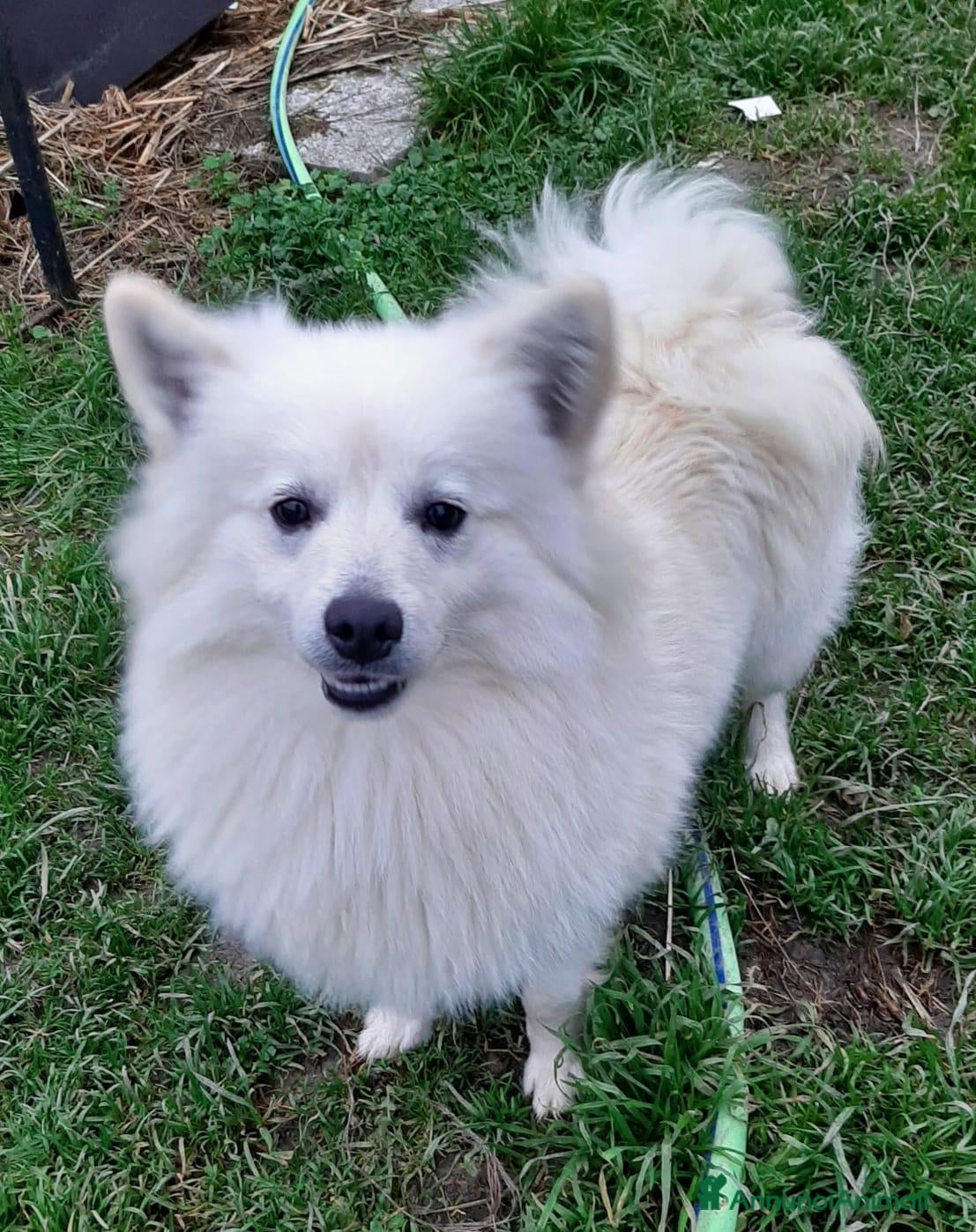 Volpino Italiano cani Cuccioli di volpino  - Annuncio 4