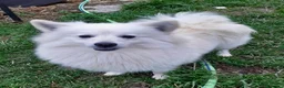 Volpino Italiano cani in vendita: Cuccioli di volpino  - Annuncio 1
