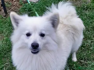 Volpino Italiano cani Cuccioli di volpino - Annuncio 6
