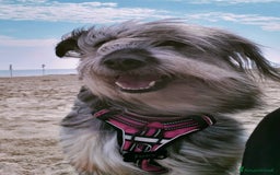 Meticcio cani in regalo: LA TENERA JOY - Immagine 5