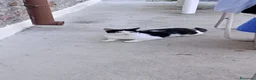 Meticcio gatti in regalo: Cesare cerca casa: splendido gattino in adozione - Annuncio 3