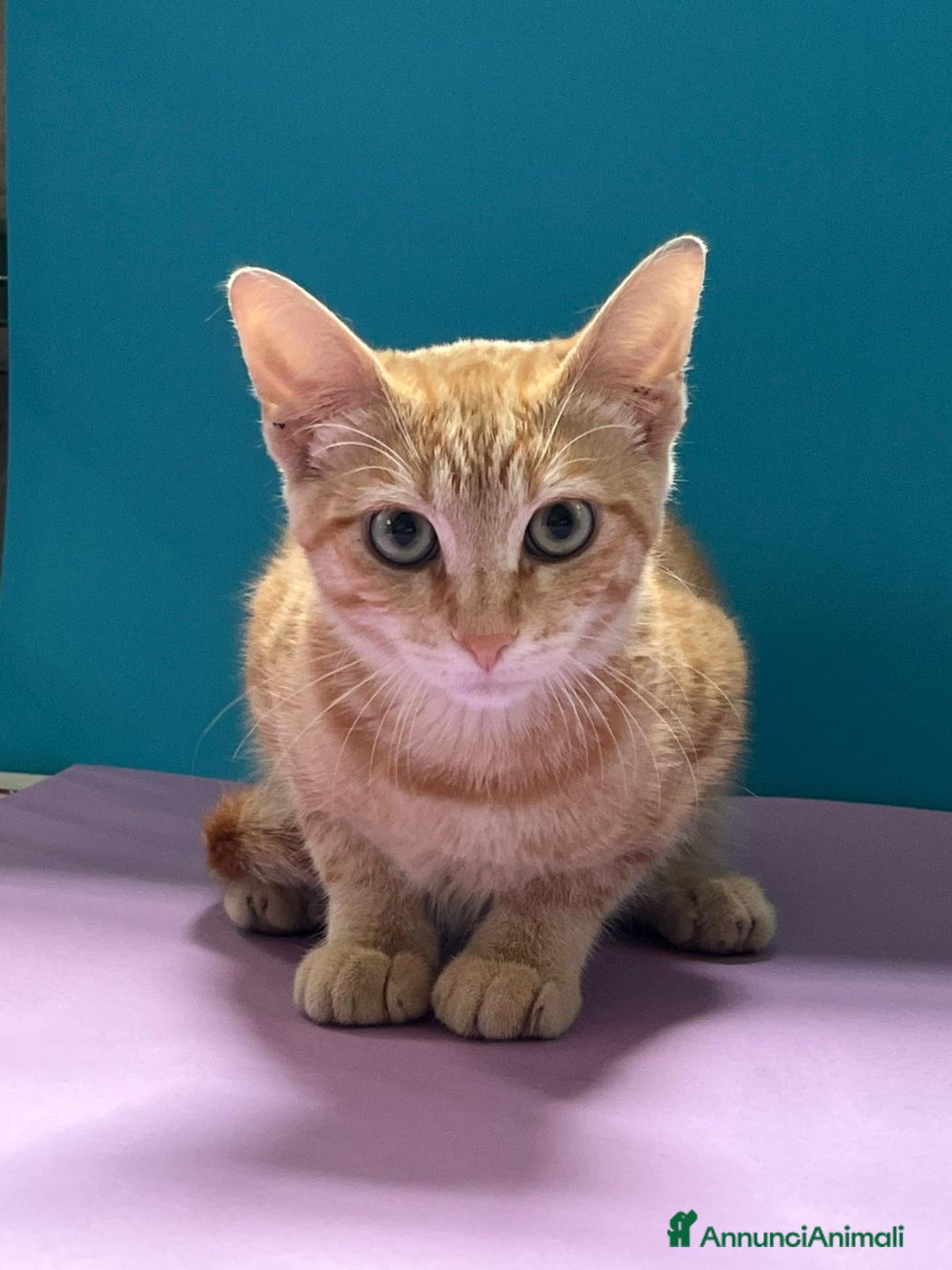 Europeo gatti in regalo: Micino rosso maschio occhi verdi - Annuncio 9