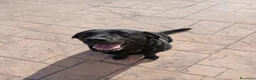 Labrador cani per accoppiamento: Cercasi femmina da monta a Città metropolitana di Roma Capitale - Annuncio 5