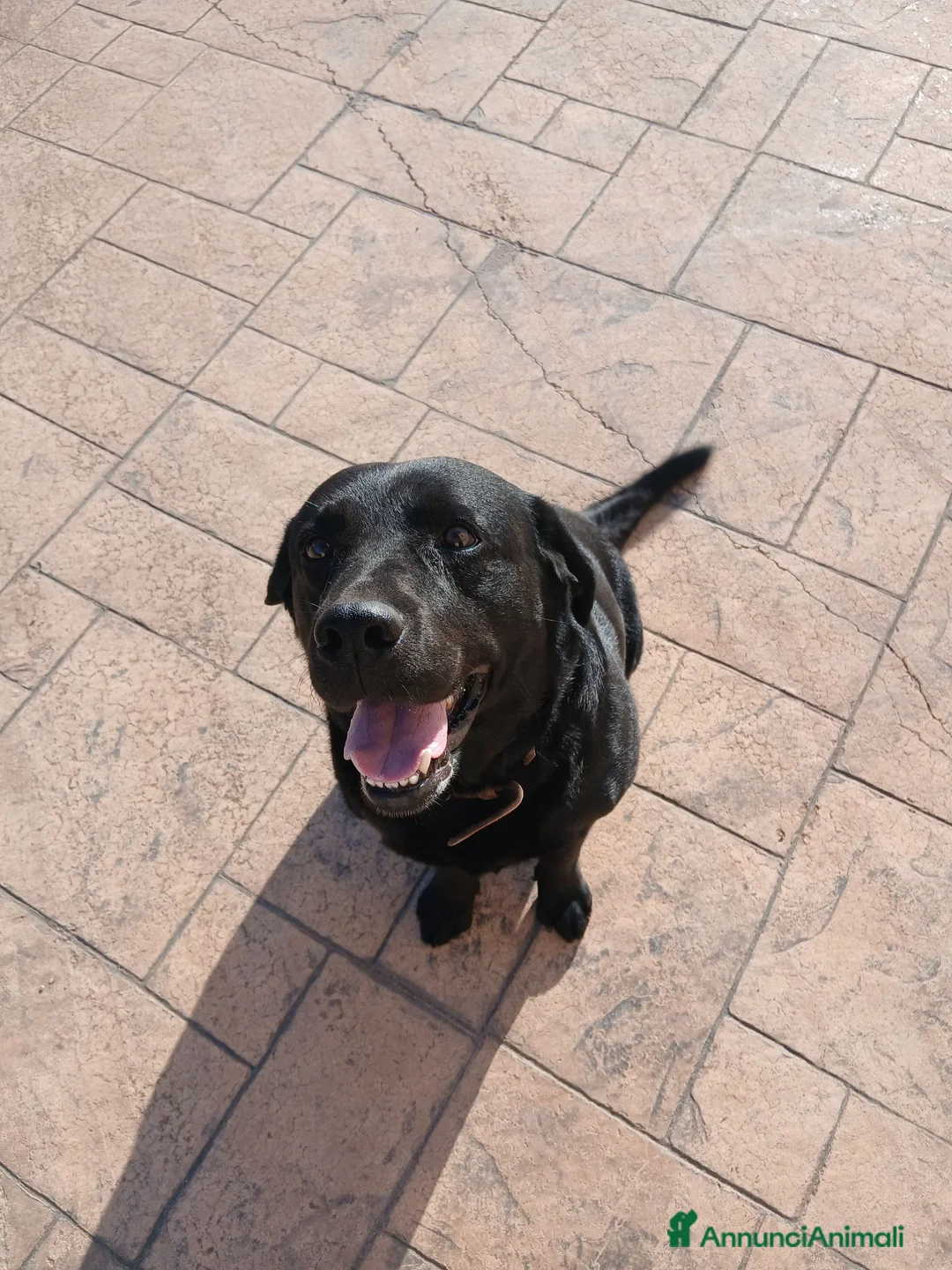 Labrador cani per accoppiamento: Cercasi femmina da monta a Città metropolitana di Roma Capitale - Annuncio 5
