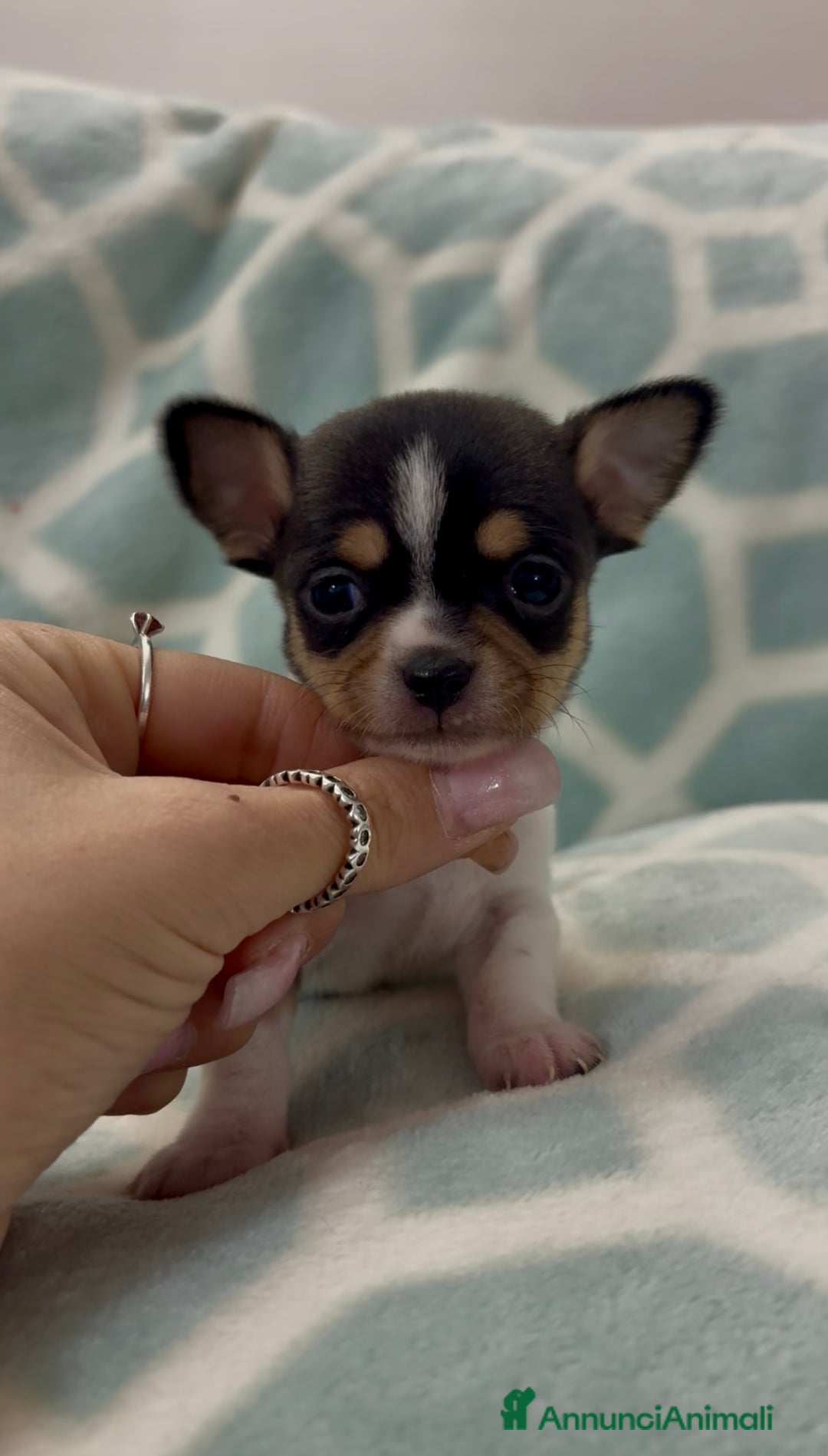 Chihuahua cani in vendita: Chihuahua  - Annuncio 12