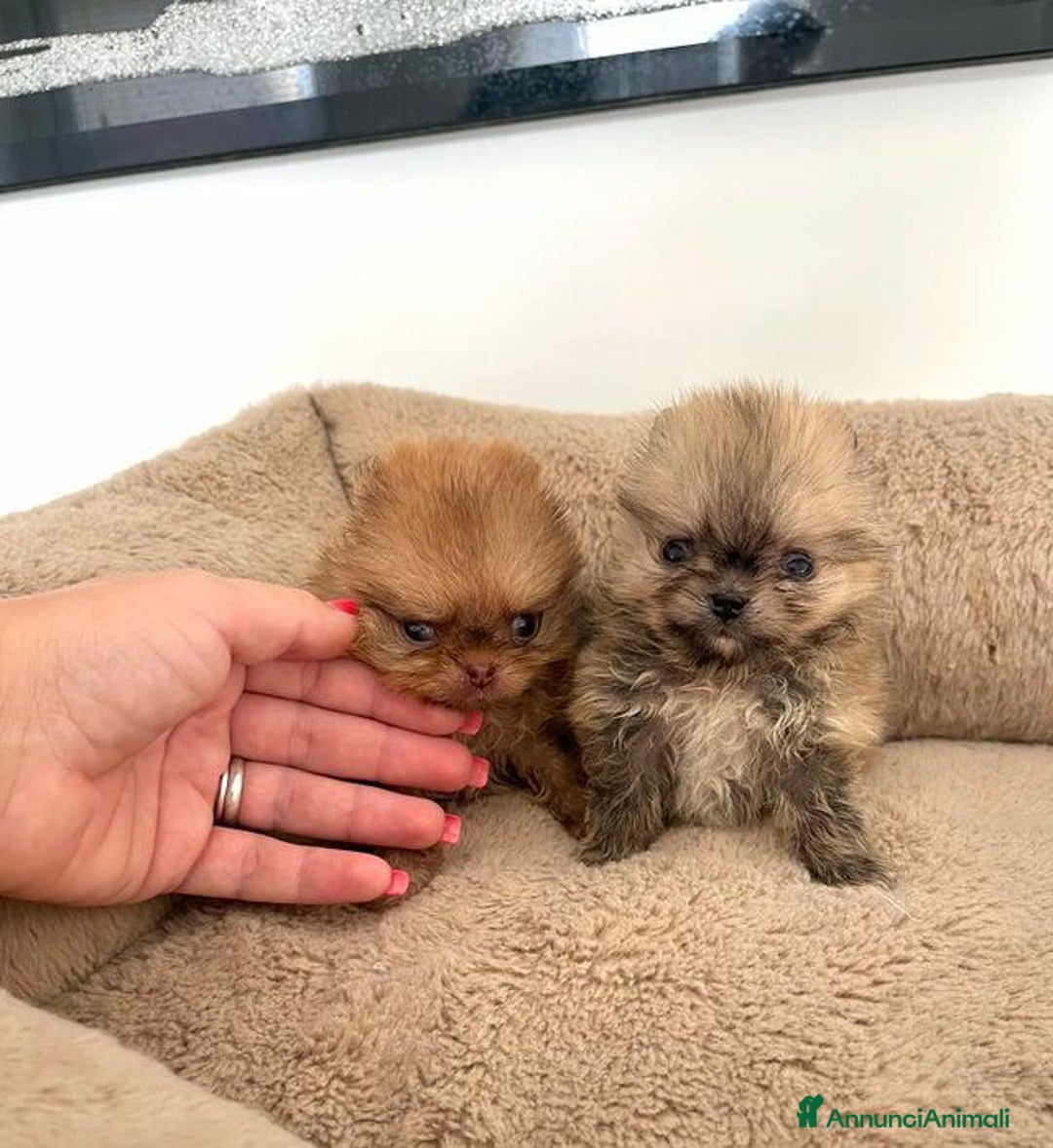 Volpino Pomerania cani in vendita: Cuccioli di Pomerania!  - Annuncio 13