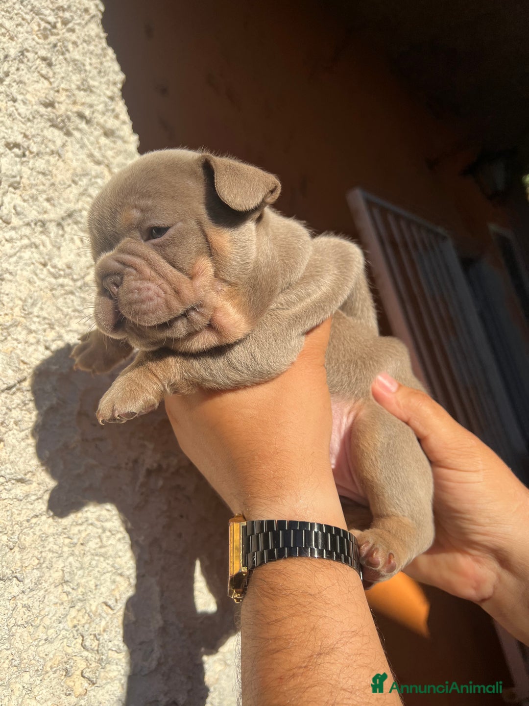 Bulldog Francese cani in vendita: Bulldog francese  a Città metropolitana di Palermo - Immagine 7