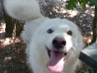 Pastore Svizzero cani BUONISSIMO SIMIL PASTORE SVIZZERO 3 ANNI - Annuncio 2