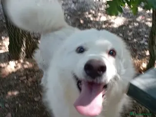 Pastore Svizzero cani BUONISSIMO SIMIL PASTORE SVIZZERO 3 ANNI - Annuncio 34