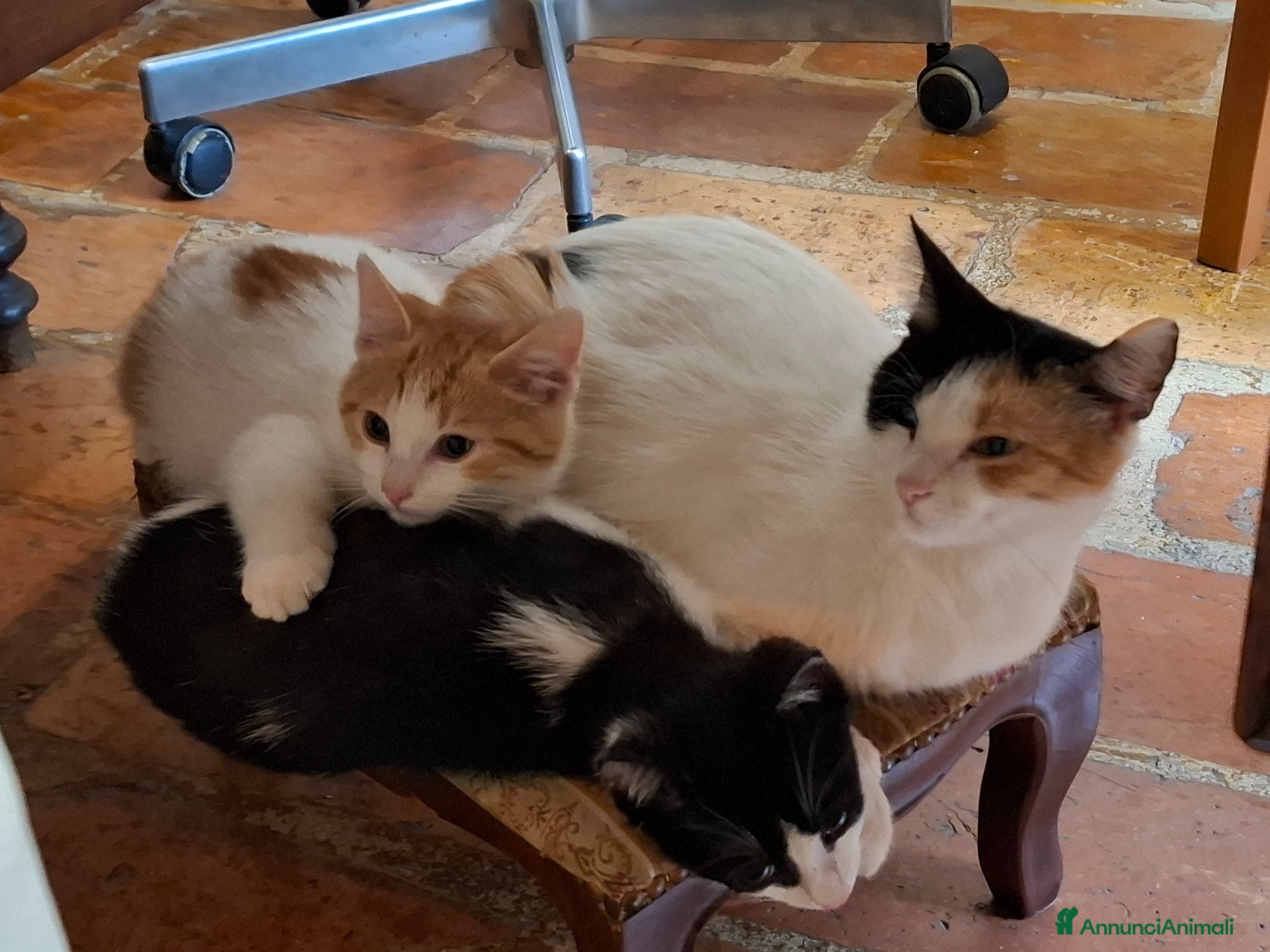 Kurilian Bobtail gatti regalo gattini razza europea - Annuncio 23