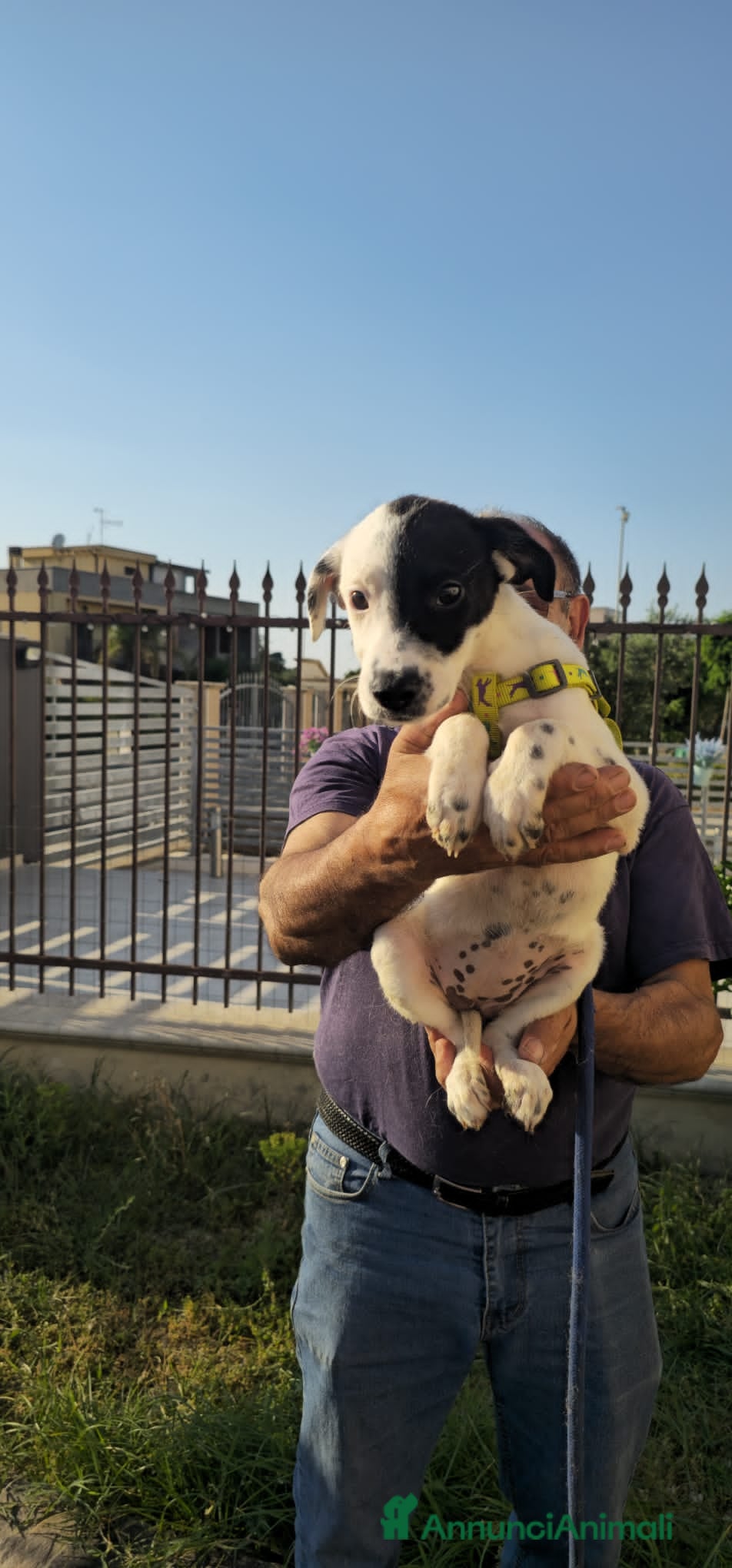 Meticcio cani in regalo: samantha e serena - Annuncio 3