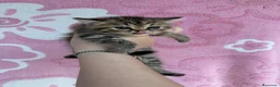 Exotic Shorthair gatti in vendita: Cuccioli Exotic shorthair  - Annuncio 1