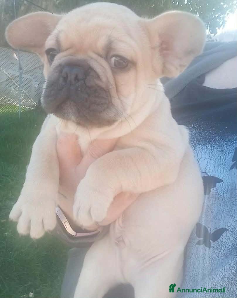 Bulldog Francese cani Bulldog francese  - Annuncio 1