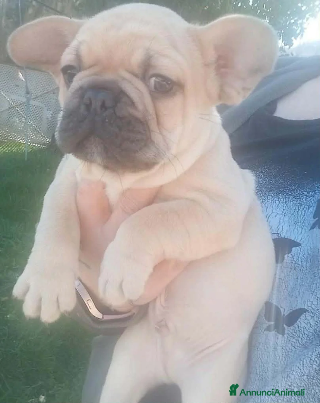 Bulldog Francese cani in vendita: Bulldog francese  - Annuncio 1