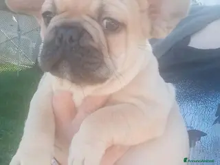 Bulldog Francese cani Bulldog francese - Annuncio 1