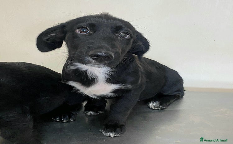 Meticcio cani a Provincia di Teramo - Annuncio 18