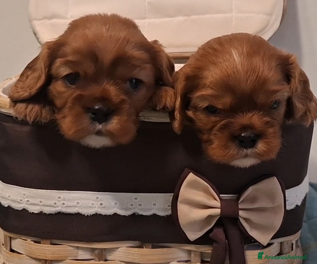 Cavalier King cani in vendita: Cucciole di Cavalier King ruby pedigree e affisso - Annuncio 8