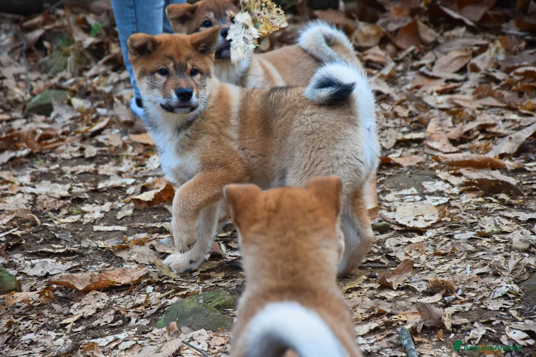 Shikoku cani in vendita: Cuccioli di shikoku ken - Annuncio 3