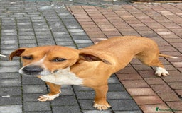 Meticcio cani in regalo: Meticcio incrocio pointer boxer  a Città metropolitana di Catania - Immagine 5