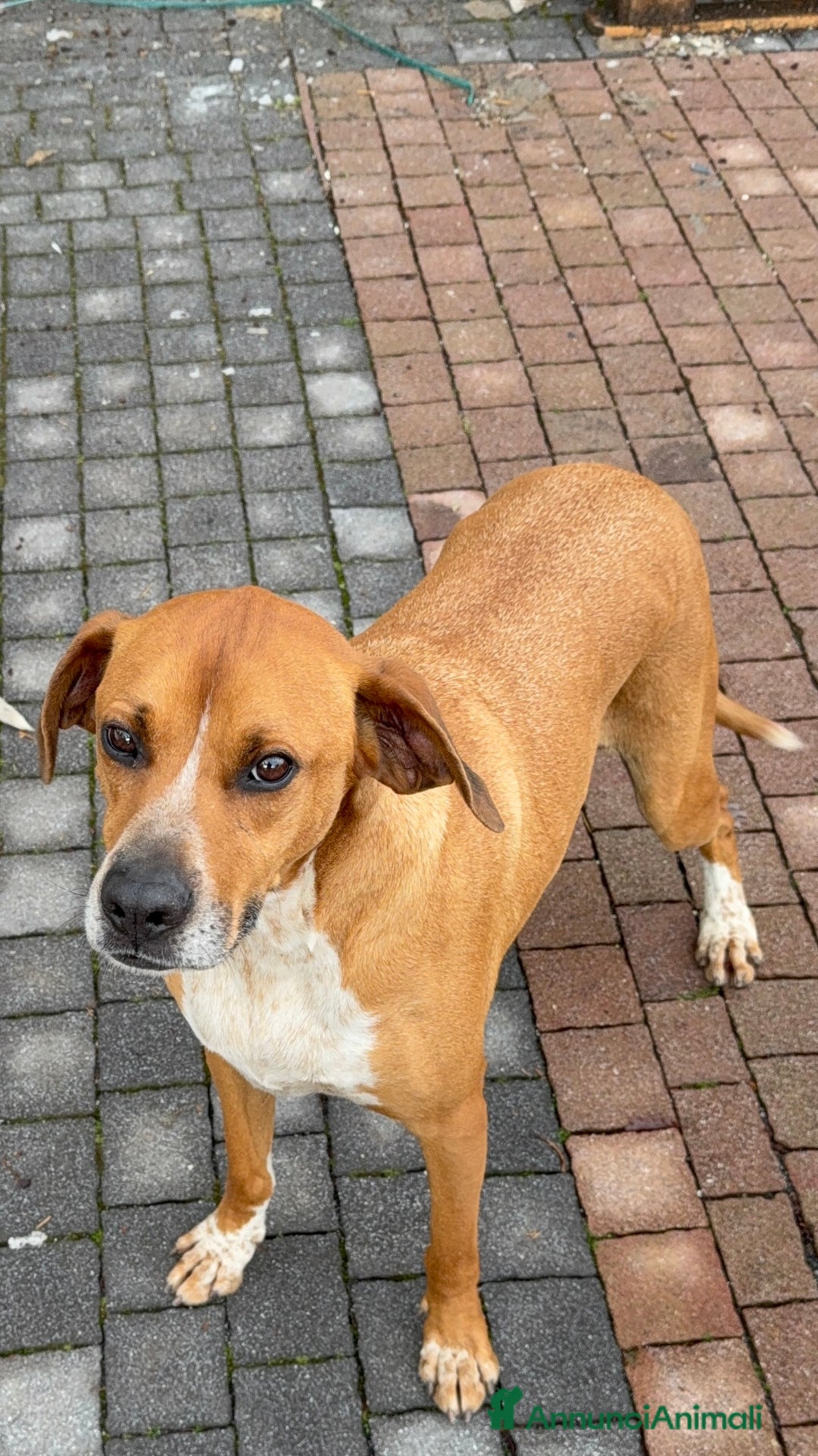 Meticcio cani in regalo: Meticcio incrocio pointer boxer  a Città metropolitana di Catania - Immagine 5
