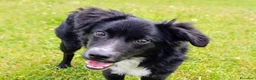Meticcio cani in regalo: Dolce Nebbia, abbandonato a 10 mesi  - Annuncio 3