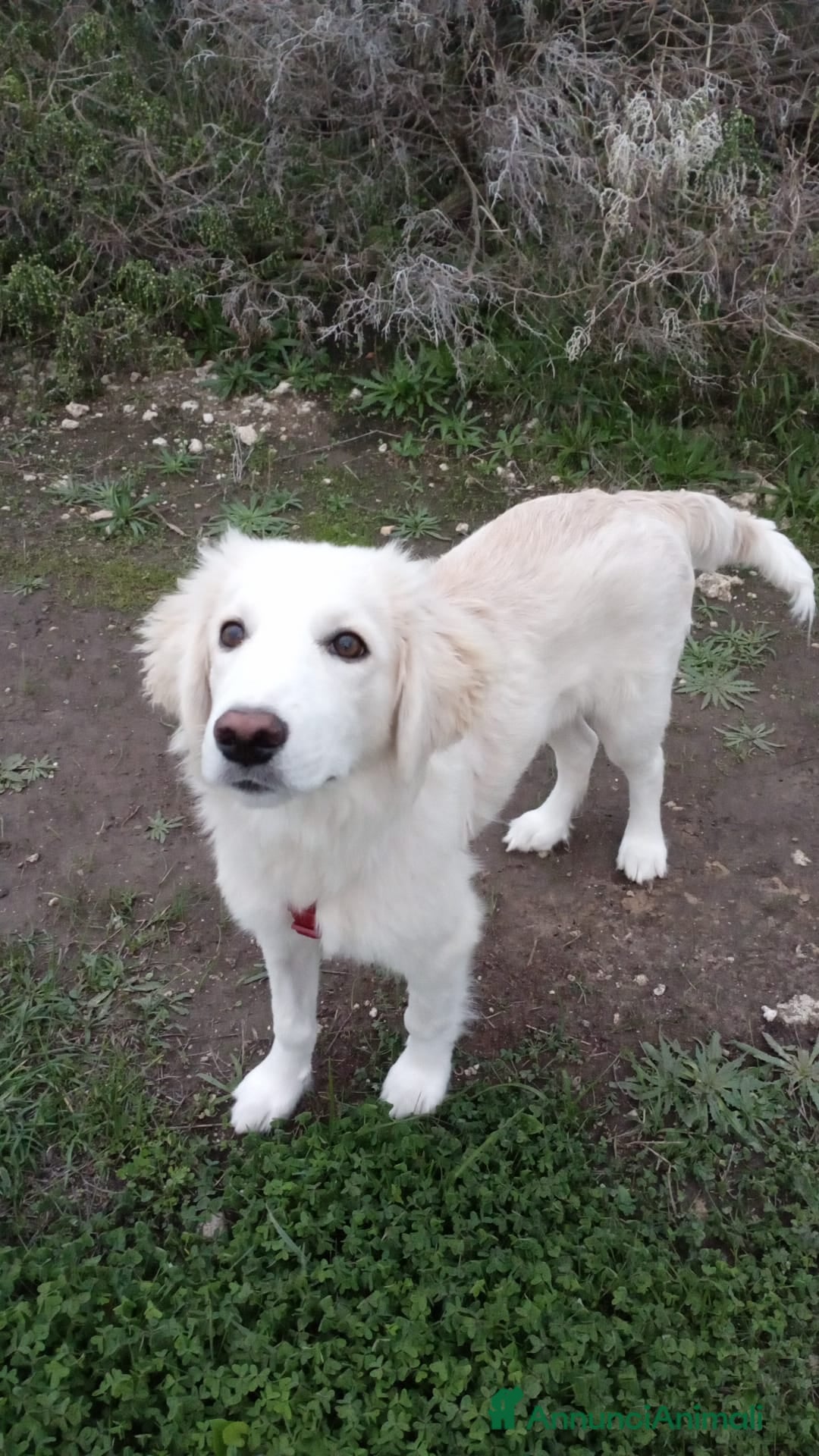 Meticcio cani in regalo: Toby in tutto il suo splendore - Annuncio 3