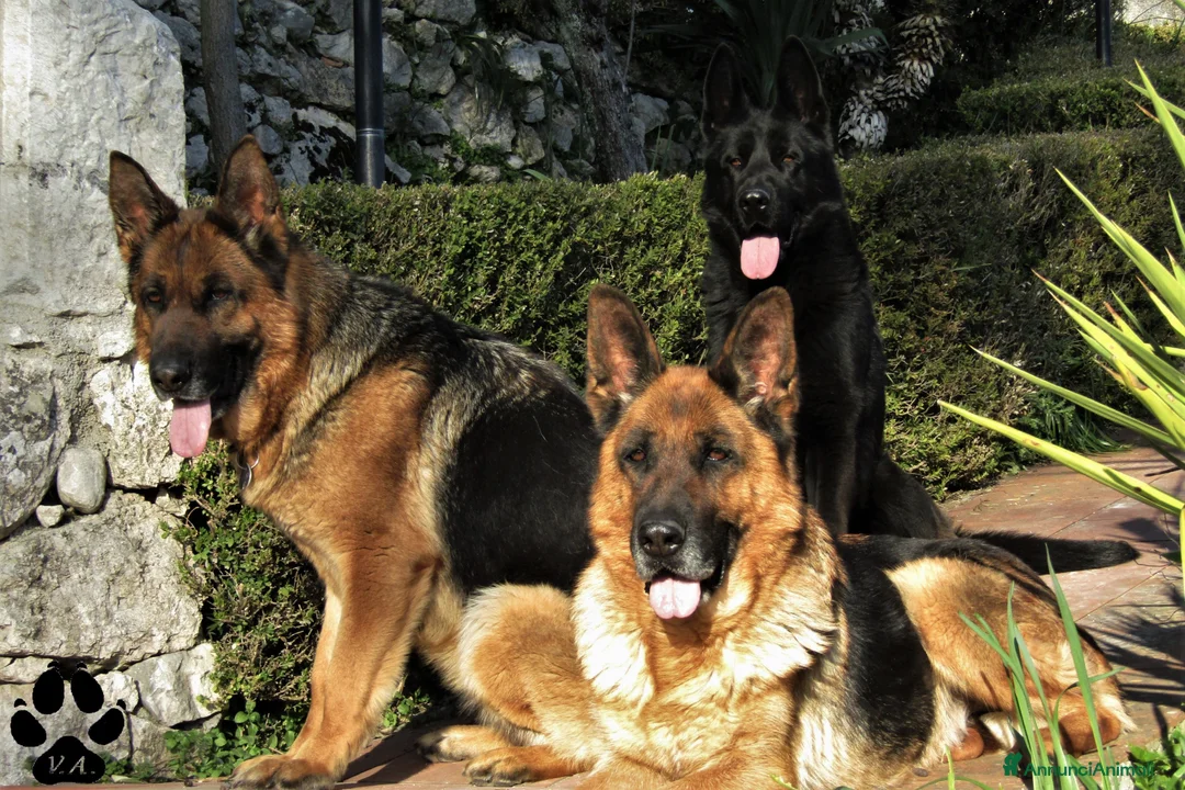 Immagine della galleria {{count}}