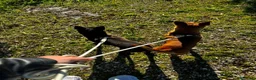 Pinscher Miniatura cani in regalo: Stella e Briciola cercano Casa Insieme a Provincia di Barletta-Andria-Trani - Annuncio 6
