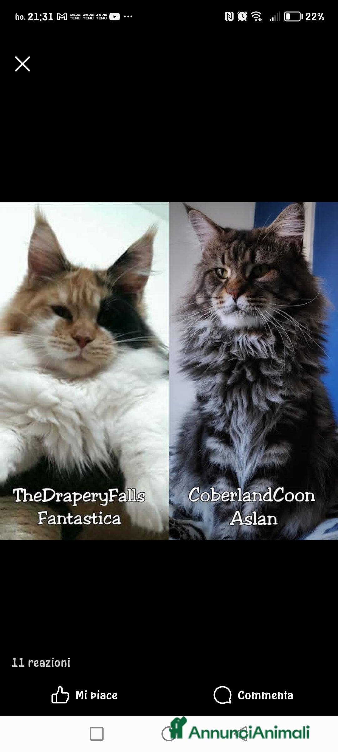 Maine Coon gatti in vendita: Maine coon  - Annuncio 4