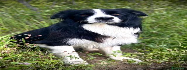 Frisbee 