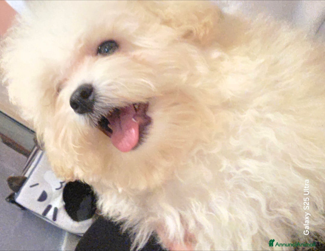 Meticcio cani in vendita: Maltipoo toy - Annuncio 8