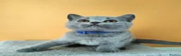 British gatti in vendita: Cuccioli British Shorthair  - Annuncio 5