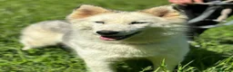 Husky cani in regalo: Donut, una dolcezza di Husky - Annuncio 6