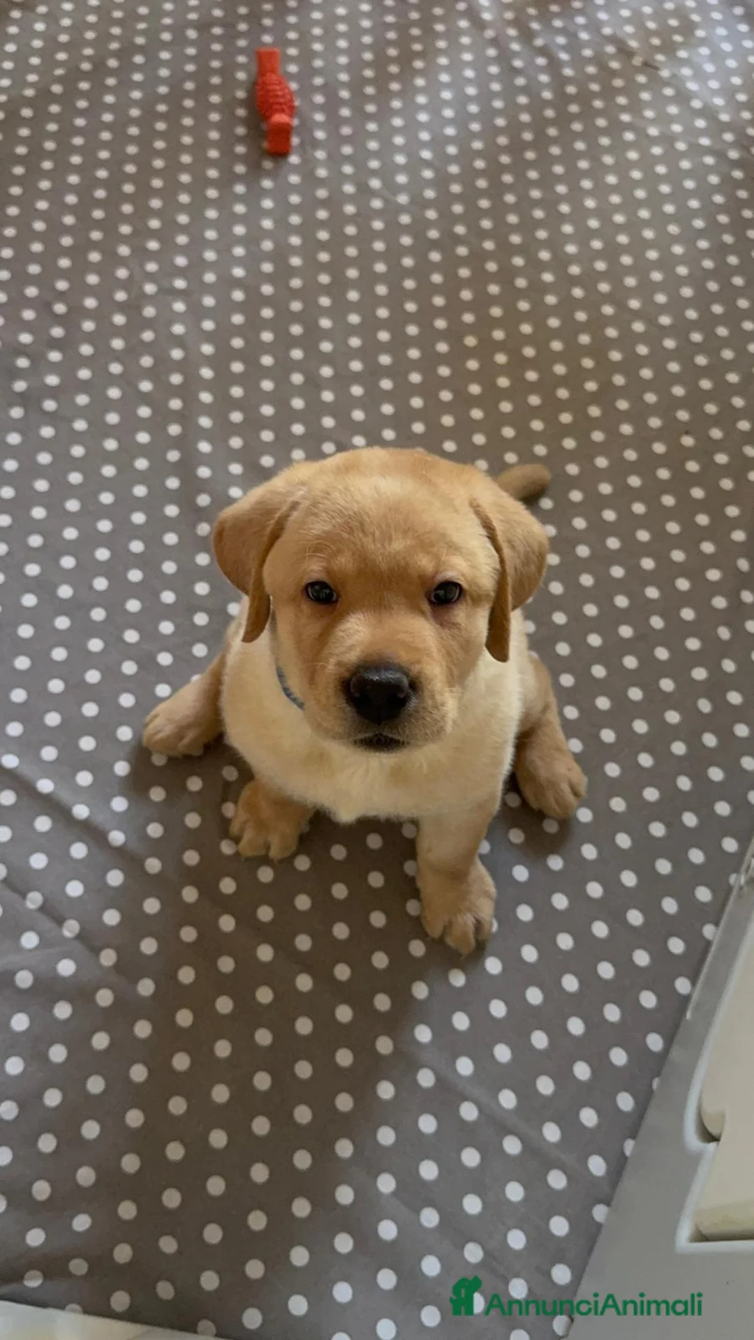 Labrador cani in vendita: Splendidi cuccioli miele di Labrador Retriever a Provincia di Ferrara - Annuncio 2