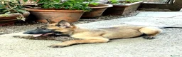 Pastore Belga cani in vendita: Cuccioli Pastore Belga Malinois a Provincia della Spezia - Annuncio 2