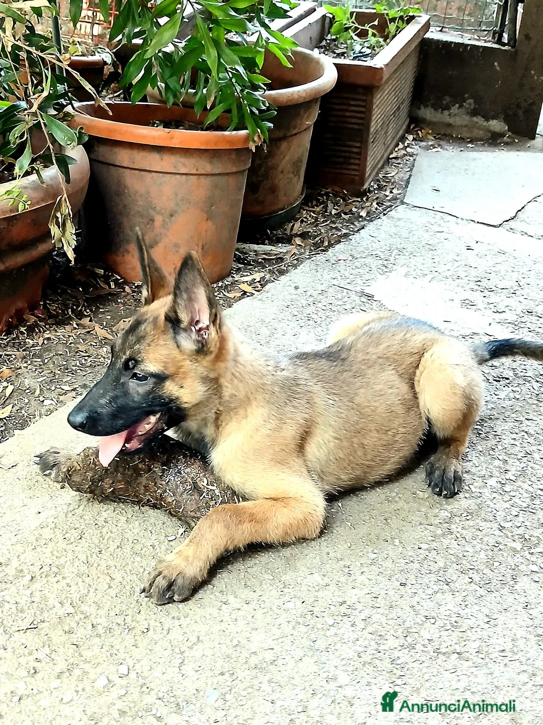 Pastore Belga cani in vendita: Cuccioli Pastore Belga Malinois a Provincia della Spezia - Annuncio 2