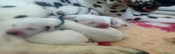 Dalmata cani in vendita: Dalmata  - Annuncio 3