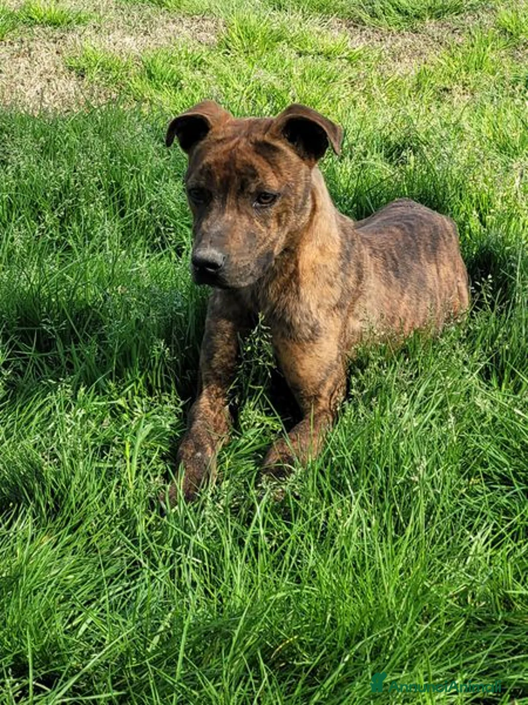 Meticcio cani in regalo: Massi Junior, cucciolone taglia molto contenuta - Annuncio 6