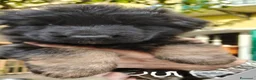 Pastore Tedesco cani in vendita: Pastore tedesco cuccioli  a Provincia di Savona - Annuncio 8