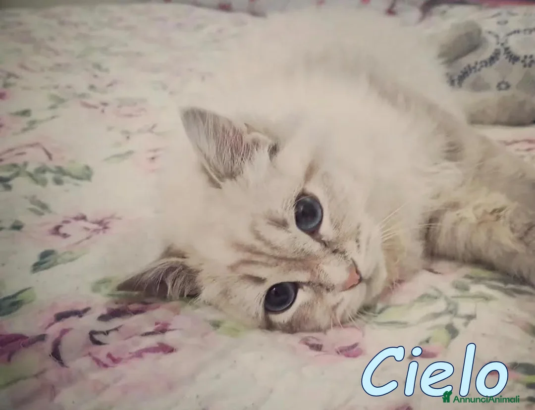 Europeo gatti in regalo: 𝘓𝘢 𝘥𝘰𝘭𝘤𝘦 𝘊𝘪𝘦𝘭𝘰 𝘤𝘦𝘳𝘤𝘢 𝘤𝘢𝘴𝘢 a Città metropolitana di Milano - Annuncio 2