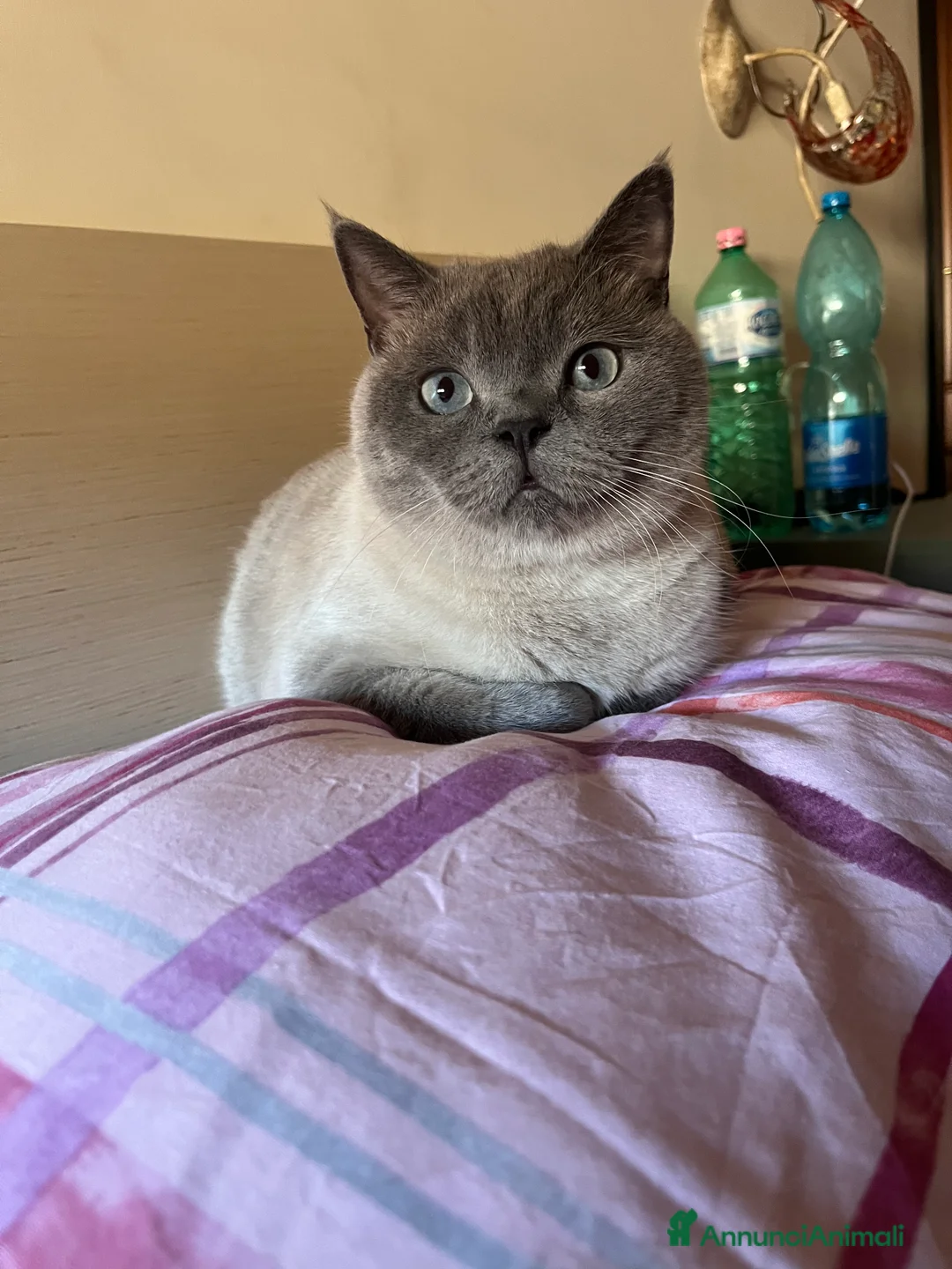 Scottish gatti per accoppiamento: Maschio per monta  - Annuncio 3