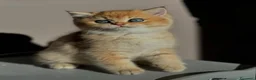 British gatti in vendita: Meravigliosi cuccioli di british shorthair golden - Annuncio 3