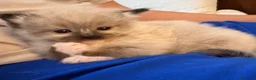 Ragdoll gatti in vendita: Ragdol - Annuncio 3