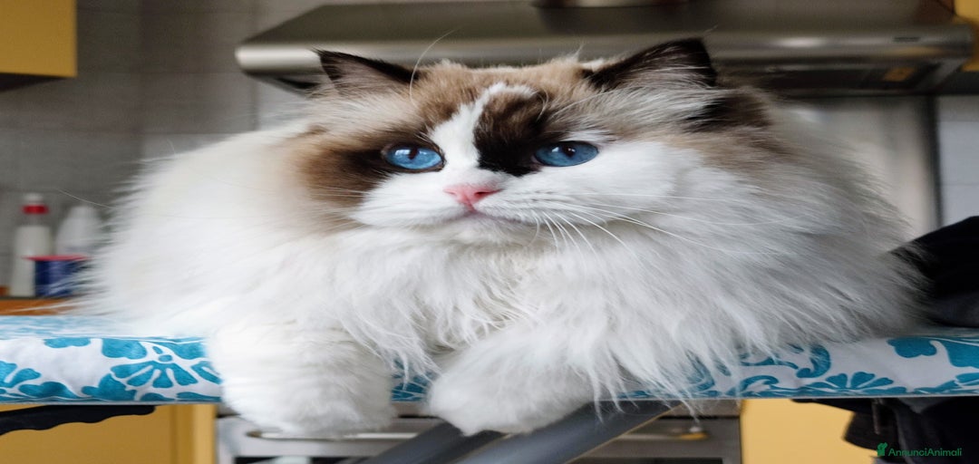 Immagine della galleria {{count}}