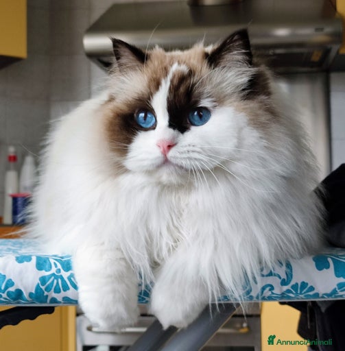 Immagine della galleria {{count}}